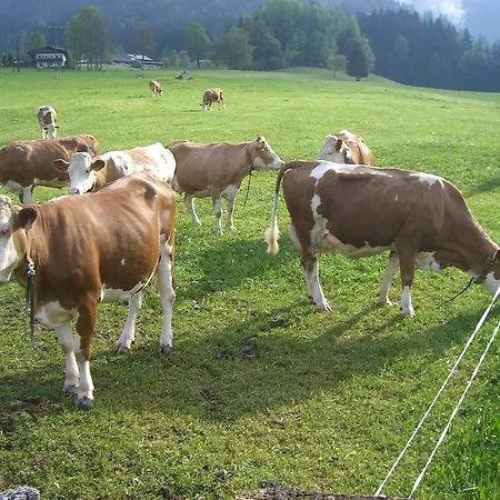 Vorderstockerhof בית חווה סנט יוהן אין טירול