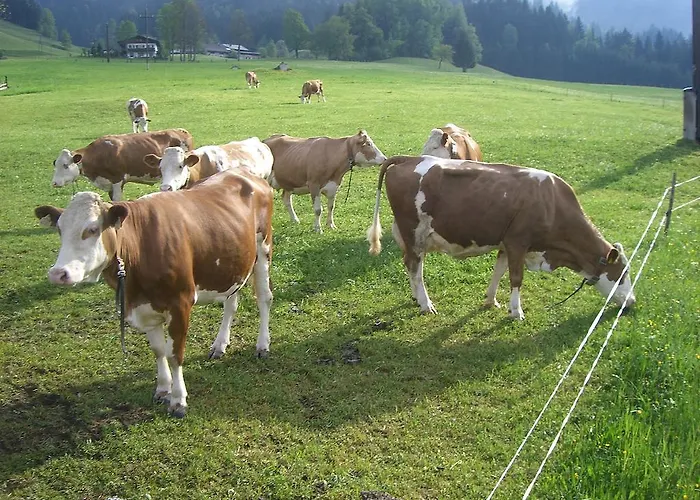 Vorderstockerhof مزرعة للإقامة سانكت يوهان ان تيرو