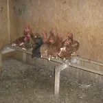 Vakantieboerderij Vorderstockerhof *