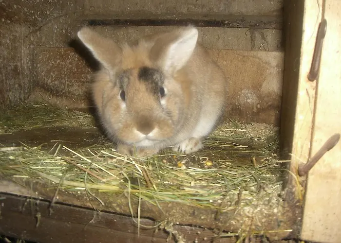 农家乐 Vorderstockerhof 蒂罗的圣约翰