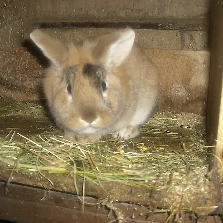 Farmház Vorderstockerhof Sankt Johann in Tirol